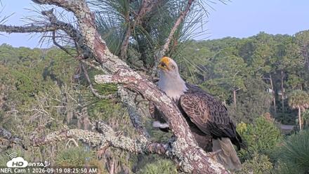 NE Florida Eagles Live Webcam - Sep 19, 2026, 8:26am EDT