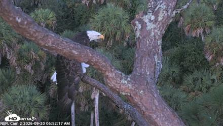 NE Florida Eagles Live Webcam - Sep 20, 2026, 6:53am EDT