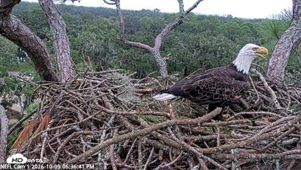 NE Florida Eagles Live Webcam - Oct 9, 2026, 6:37pm EDT
