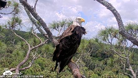 NE Florida Eagles Live Webcam - May 13, 2026, 1:00pm EDT