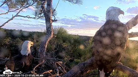NE Florida Eagles Live Webcam - Oct 23, 2026, 7:46am EDT
