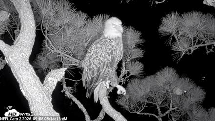 NE Florida Eagles Live Webcam - Sep 8, 2026, 6:25am EDT