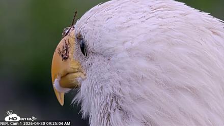 NE Florida Eagles Live Webcam - Apr 30, 2026, 9:25am EDT