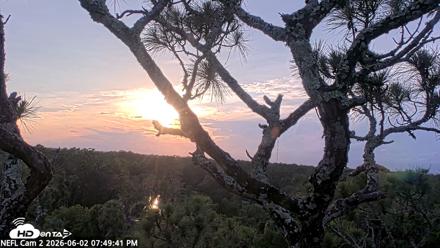 NE Florida Eagles Live Webcam - Jun 2, 2026, 7:50pm EDT