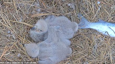 NE Florida Eagles Live Webcam - Jan 12, 2026, 11:41am EST