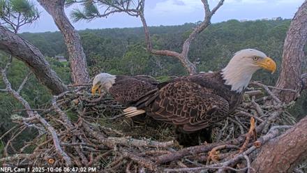 NE Florida Eagles Live Webcam - Oct 6, 2025, 6:47pm EDT