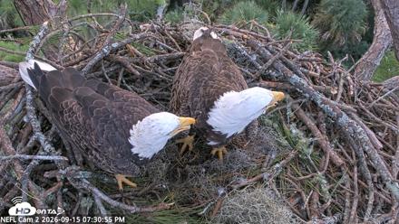 NE Florida Eagles Live Webcam - Sep 15, 2026, 7:32pm EDT