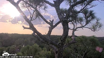 NE Florida Eagles Live Webcam - Jul 18, 2026, 7:28pm EDT