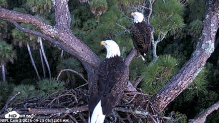 NE Florida Eagles Live Webcam - Sep 23, 2026, 6:52am EDT