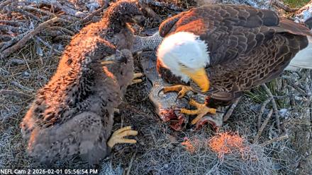NE Florida Eagles Live Webcam - Feb 1, 2026, 5:57pm EST