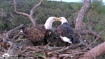 NE Florida Eagles Live Webcam - Sep 15, 2026, 7:33pm EDT