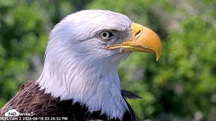 NE Florida Eagles Live Webcam - Apr 18, 2026, 3:27pm EDT