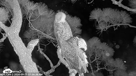 NE Florida Eagles Live Webcam - Sep 22, 2026, 7:57pm EDT