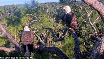 NE Florida Eagles Live Webcam - Oct 12, 2025, 8:39am EDT