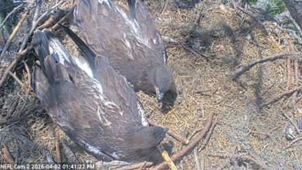 NE Florida Eagles Live Webcam - Apr 2, 2026, 1:42pm EDT