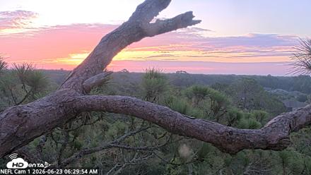 NE Florida Eagles Live Webcam - Jun 23, 2026, 6:32am EDT