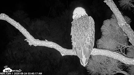 NE Florida Eagles Live Webcam - Aug 24, 2026, 3:41am EDT