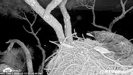 NE Florida Eagles Live Webcam - Oct 10, 2026, 7:19pm EDT