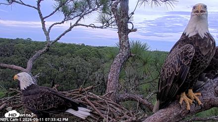 NE Florida Eagles Live Webcam - Sep 11, 2026, 7:35pm EDT