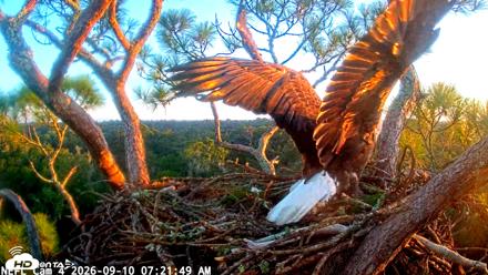 NE Florida Eagles Live Webcam - Sep 10, 2026, 7:22am EDT