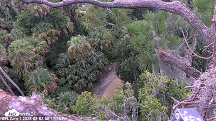 NE Florida Eagles Live Webcam - Aug 2, 2026, 8:19pm EDT