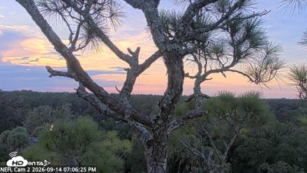NE Florida Eagles Live Webcam - Sep 14, 2026, 7:07pm EDT