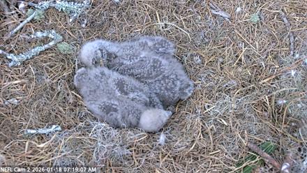 NE Florida Eagles Live Webcam - Jan 18, 2026, 7:27am EST