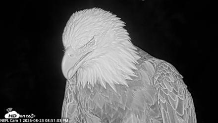 NE Florida Eagles Live Webcam - Aug 23, 2026, 8:51pm EDT