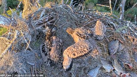 NE Florida Eagles Live Webcam - Feb 3, 2026, 7:39am EST