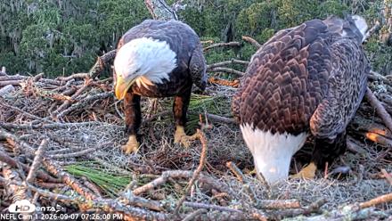 NE Florida Eagles Live Webcam - Sep 7, 2026, 7:26pm EDT