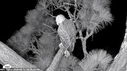 NE Florida Eagles Live Webcam - Sep 12, 2026, 8:56pm EDT