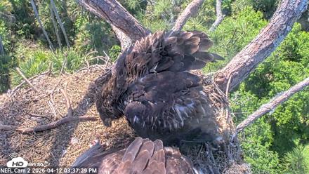 NE Florida Eagles Live Webcam - Apr 12, 2026, 3:38pm EDT