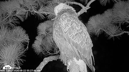 NE Florida Eagles Live Webcam - Aug 22, 2026, 5:28am EDT