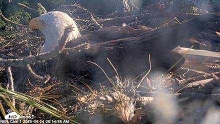 NE Florida Eagles Live Webcam - Apr 24, 2026, 8:16am EDT