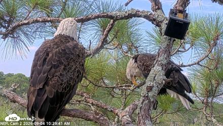 NE Florida Eagles Live Webcam - Sep 4, 2026, 10:30am EDT