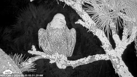 NE Florida Eagles Live Webcam - Sep 5, 2026, 5:53am EDT