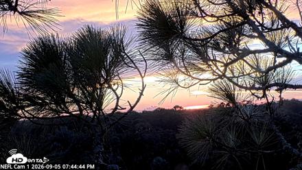 NE Florida Eagles Live Webcam - Sep 5, 2026, 7:45pm EDT