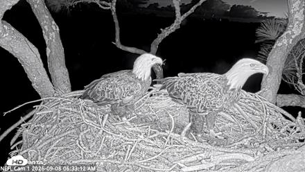 NE Florida Eagles Live Webcam - Sep 8, 2026, 6:34am EDT