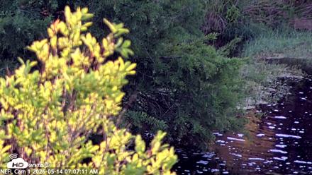 NE Florida Eagles Live Webcam - May 14, 2026, 7:11am EDT
