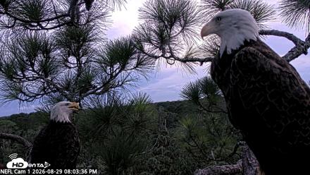 NE Florida Eagles Live Webcam - Aug 29, 2026, 8:04pm EDT