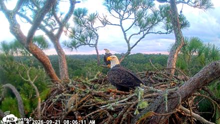 NE Florida Eagles Live Webcam - Sep 21, 2026, 8:07am EDT
