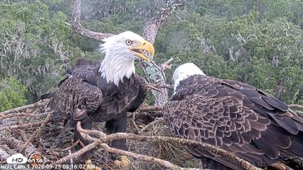 NE Florida Eagles Live Webcam - Sep 25, 2026, 9:17am EDT