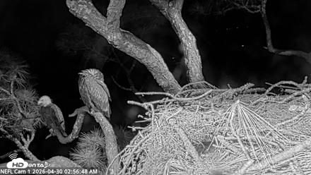 NE Florida Eagles Live Webcam - Apr 30, 2026, 2:57am EDT