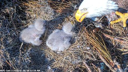 NE Florida Eagles Live Webcam - Jan 6, 2026, 8:53am EST