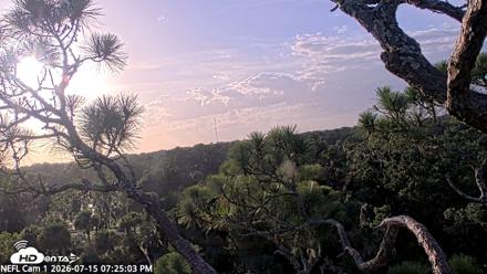 NE Florida Eagles Live Webcam - Jul 15, 2026, 7:27pm EDT