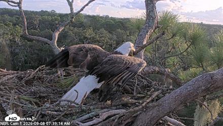 NE Florida Eagles Live Webcam - Sep 8, 2026, 7:40am EDT