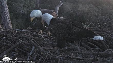 NE Florida Eagles Live Webcam - Oct 1, 2026, 6:57am EDT