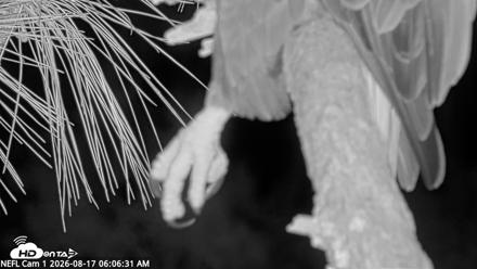 NE Florida Eagles Live Webcam - Aug 17, 2026, 6:07am EDT