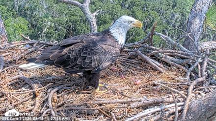 NE Florida Eagles Live Webcam - Aug 14, 2026, 11:28am EDT