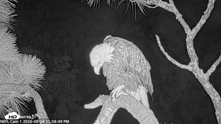 NE Florida Eagles Live Webcam - Aug 24, 2026, 11:59pm EDT